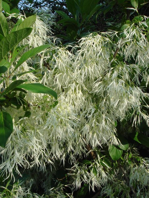 Chionanthus virginicus fleur P2C